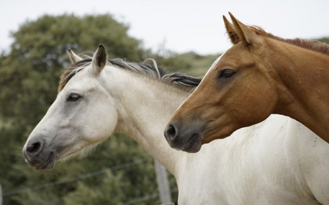 云主机下载文件-VPS联盟