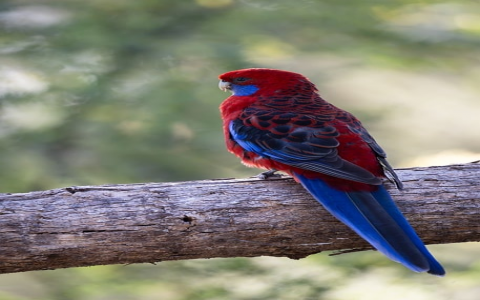 云桌面连接不上服务器吗-VPS联盟