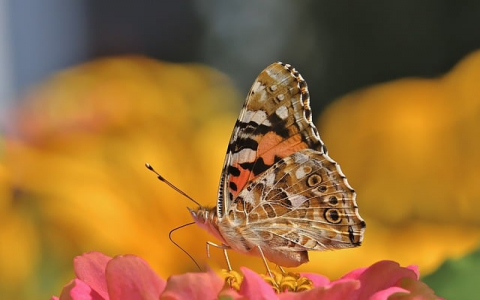 云主机主要用途-VPS联盟