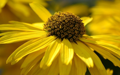 云主机教程-VPS联盟