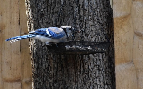 云主机用来干嘛的-VPS联盟