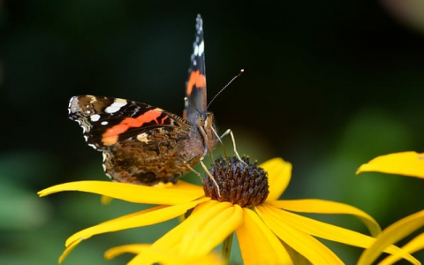 云主机终身-VPS联盟