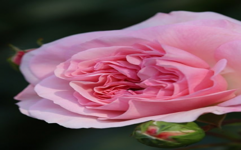 在哪买虚拟主机-VPS联盟