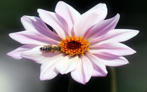 云主机管理器-VPS联盟