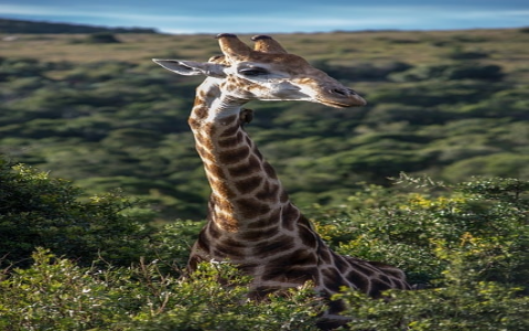 云主机日租-VPS联盟