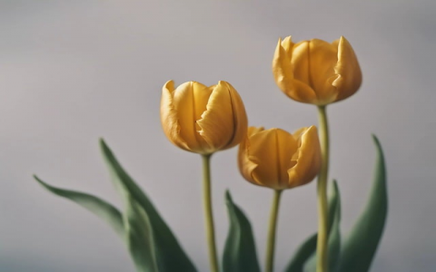 云主机和虚拟主机区别-VPS联盟