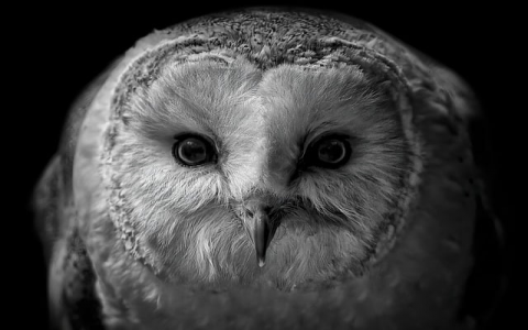 云桌面服务器-VPS联盟