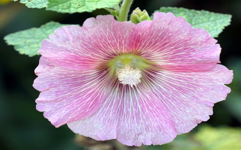 云主机租用服务商-VPS联盟