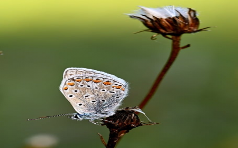 云主机监控-VPS联盟