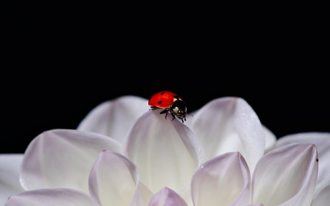 云主机远程桌面连接失败-VPS联盟