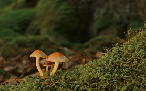 在万网买了域名和空间-VPS联盟