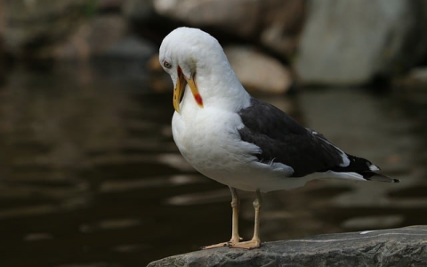 云主机能做域控么-VPS联盟