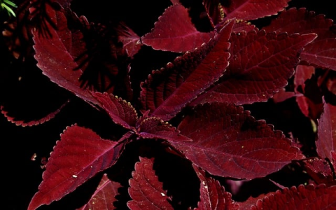 在东莞怎么叫服务器-VPS联盟