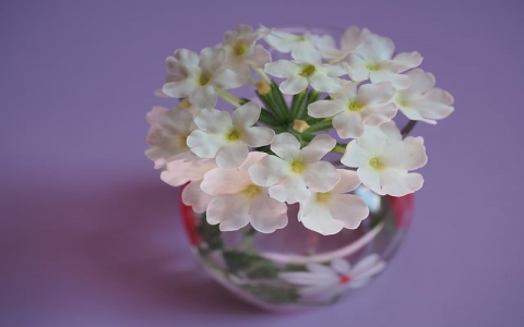 云主机怎么挂QQ-VPS联盟