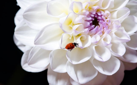 运营商省公司机房-VPS联盟