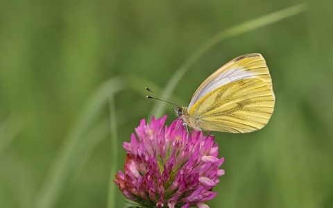 云主机是不是可以搭建无数个网站-VPS联盟
