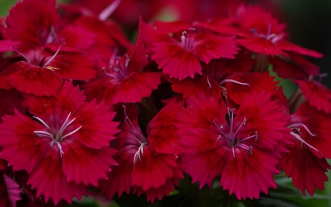 云主机怎么装网站-VPS联盟