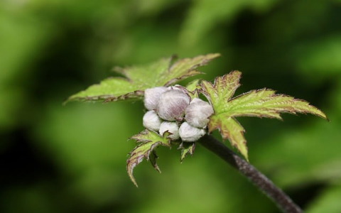 云主机和虚拟主机价格-VPS联盟