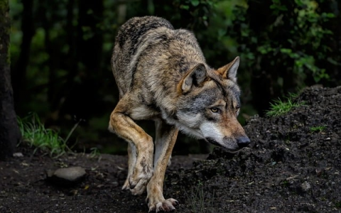 云主机怎么登陆-VPS联盟