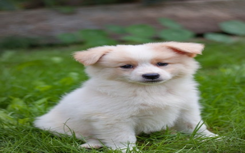 云主机模板漏洞-VPS联盟