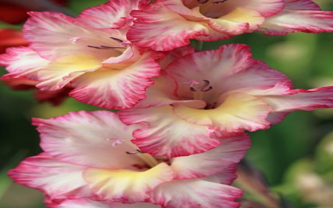 在qq空间推广里的东西怎么查询-VPS联盟