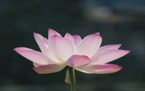 在外国服务器可以登qq-VPS联盟