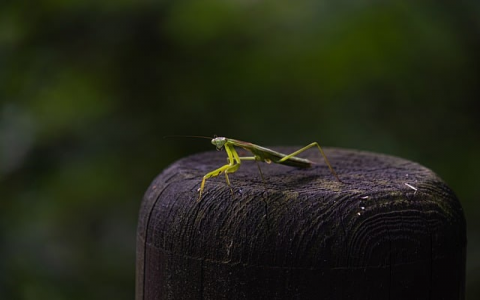 云主机演示-VPS联盟