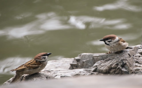 在线机房-VPS联盟
