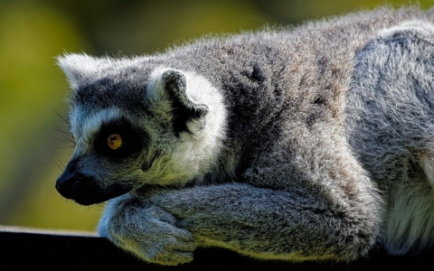 云主机排行-VPS联盟