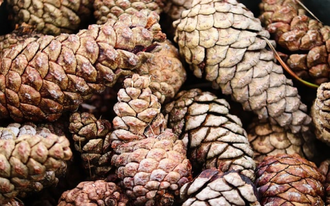 云主机和独立服务器-VPS联盟