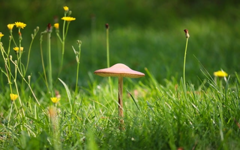 云主机市场规模-VPS联盟