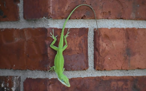 云主机基础版维护管理办法-VPS联盟