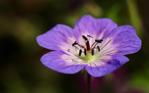 云主机如何使用教程-VPS联盟