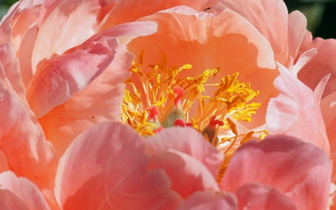 云主机和云虚拟主机的区别-VPS联盟