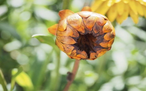 云主机全球-VPS联盟