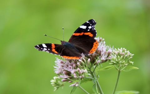 在腾讯云买了域名-VPS联盟