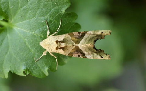 在日本有哪些好的vps公司-VPS联盟